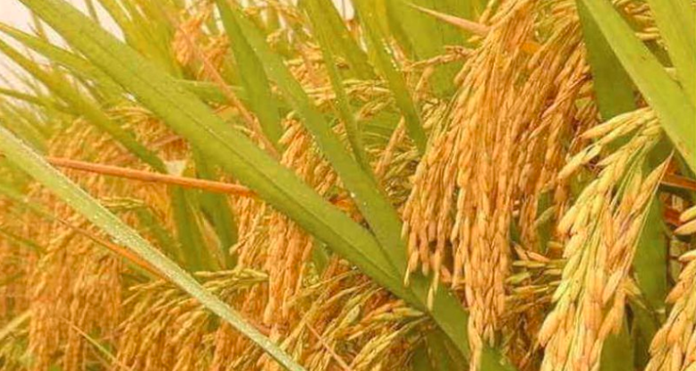 Golden paddy are more expensive