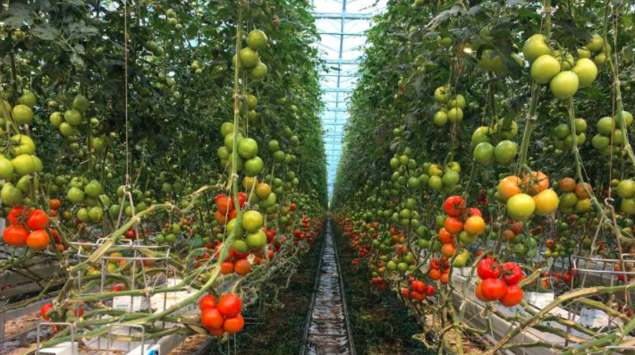 Greenhouse for growing tomatoes