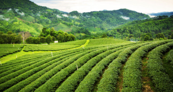 Assam Tea Estates Sees 300% Point In Covid Cases