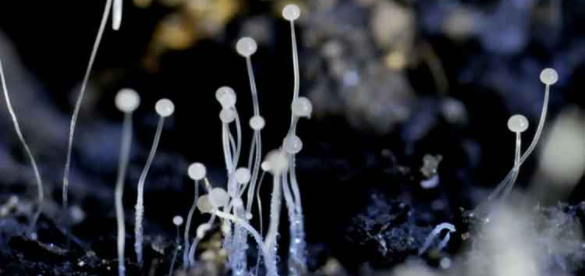 5 More Manufactures Stated License To Produce Black Fungus Treatment Drug: Government