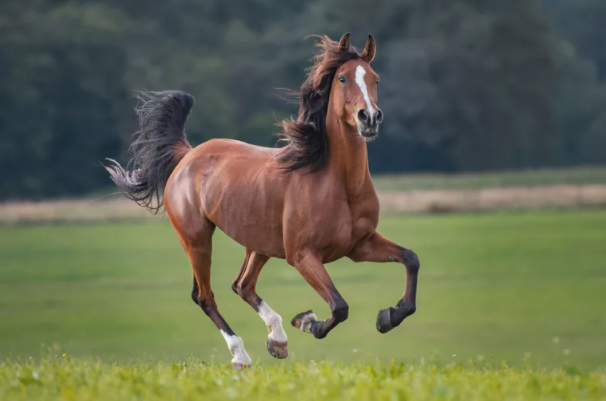 Horses Crave To Death As Pandemic Hits
