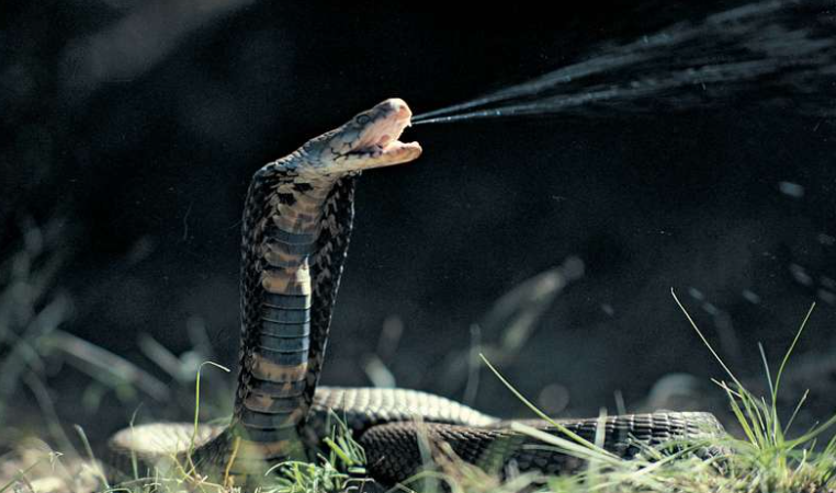 Poisonous snake kills more than 5 people