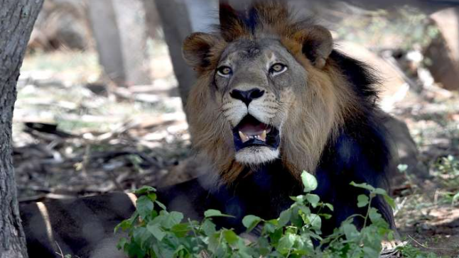 MK Stalin Visits Zoo After Covid Infected Lion