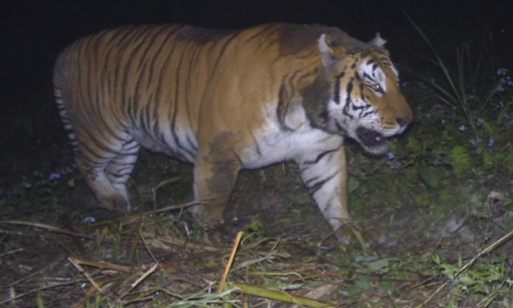 Tiger Found Dead In Kaziranga