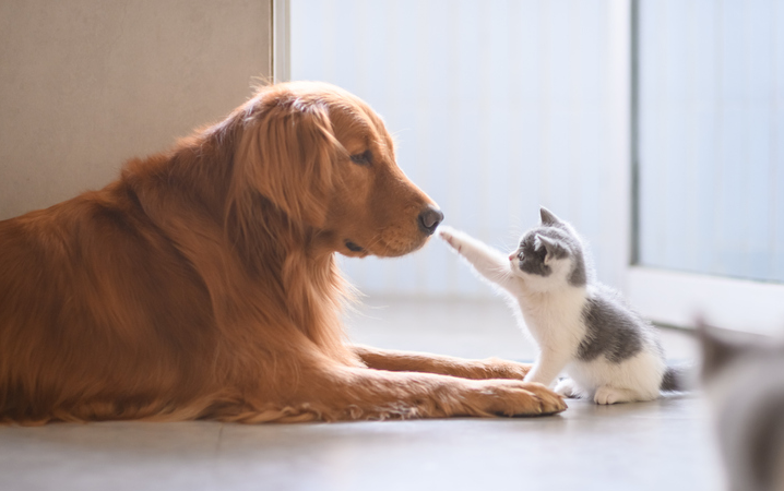 how Cat lovers differ from dog lovers?