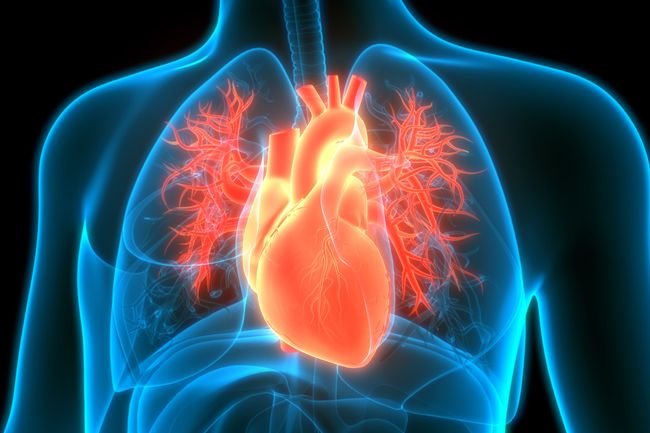 Study suggests 4 activites good for heart health