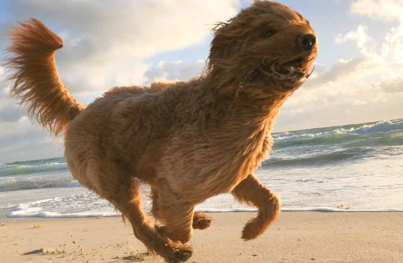 Four reasons why normal exercise is essential on your pets