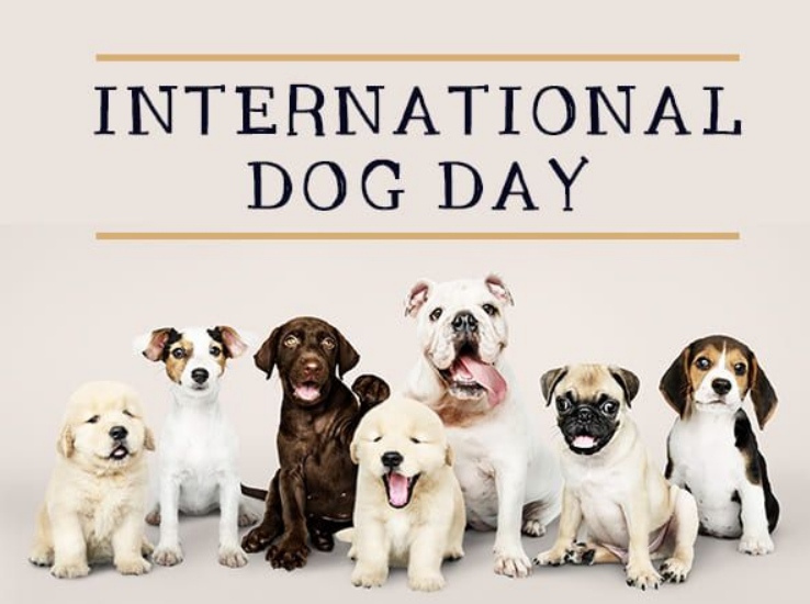 Why We Are Celebrating the International Dog Day? 