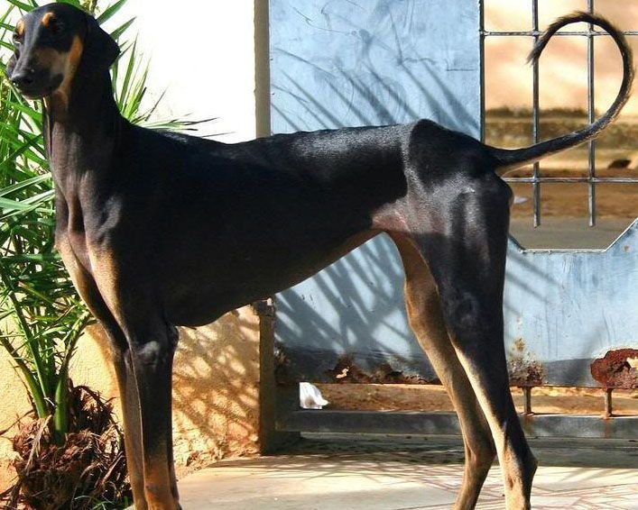astonishing Indian canine varieties that everybody should know