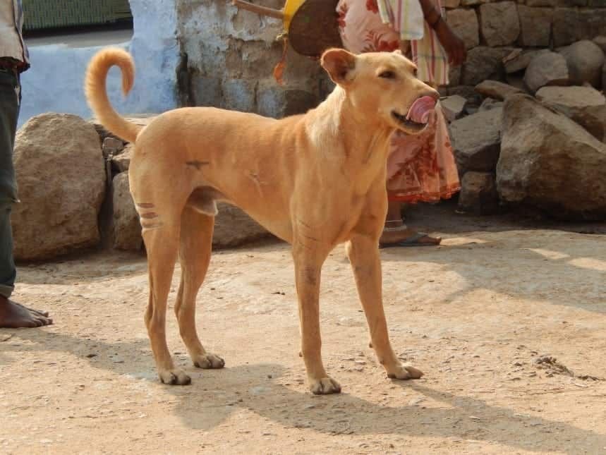 astonishing Indian canine varieties that everybody should know