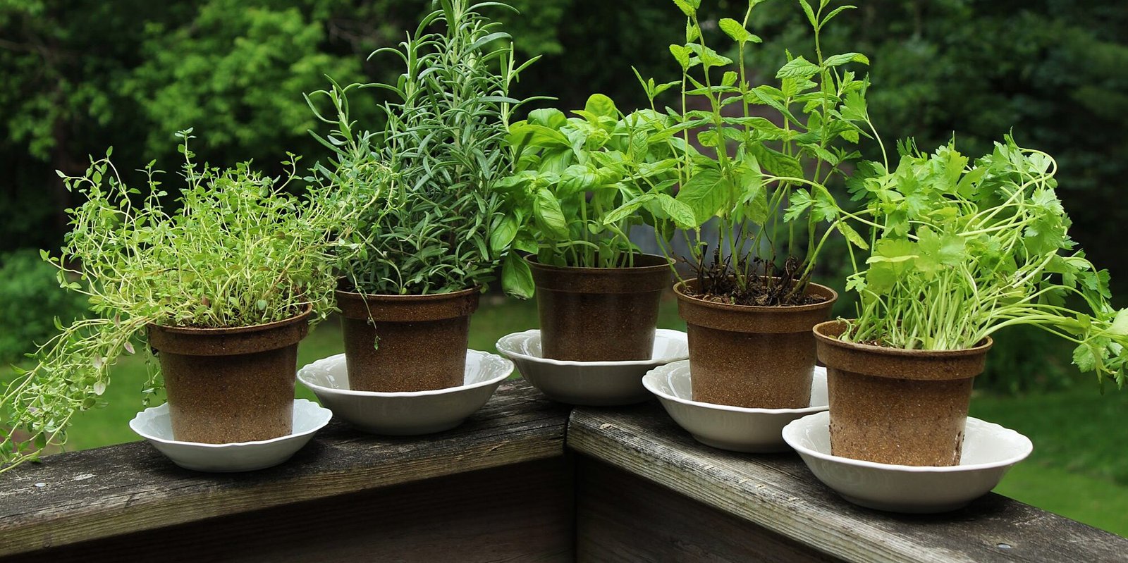 4 responsive herbs to fend off diseases