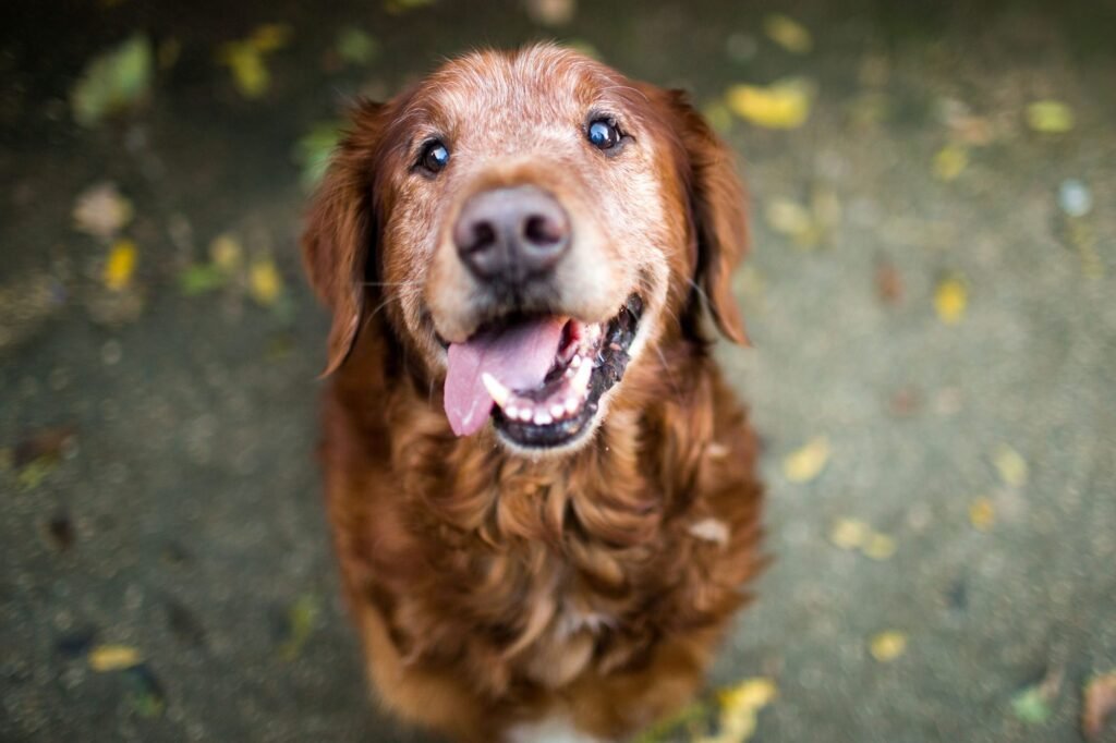 Pet raising - 11 Tips to take care of our senior pets