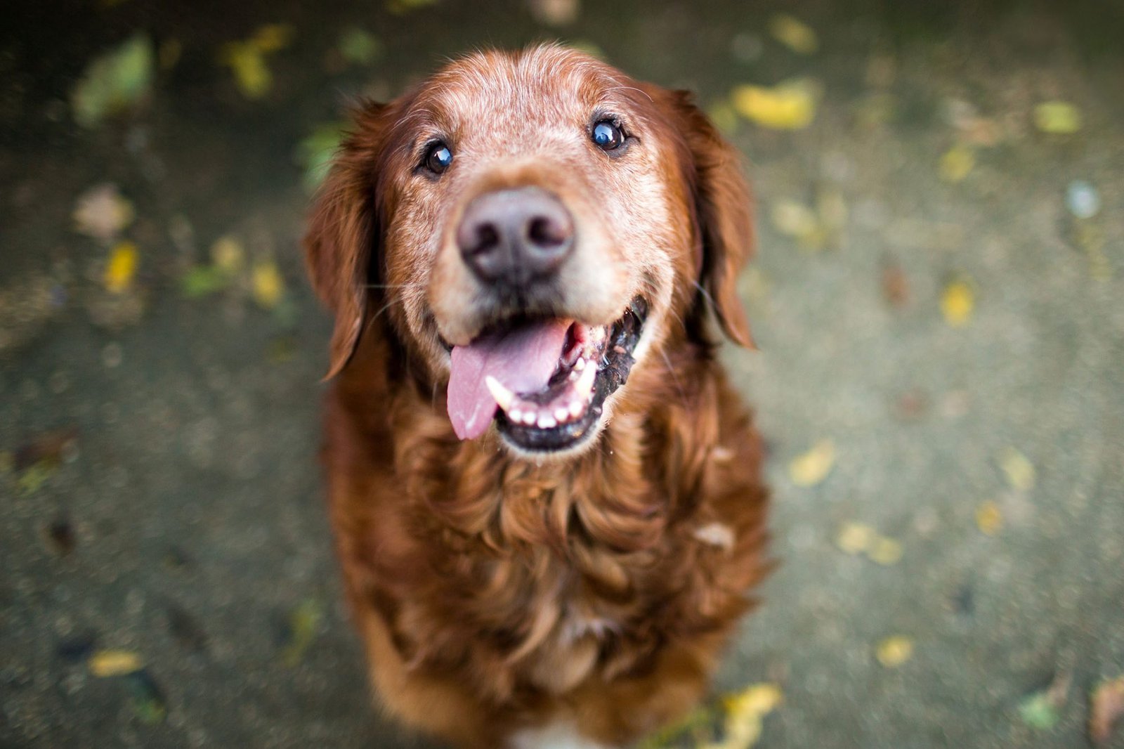 Pet raising – 11 Tips to take care of our senior pets