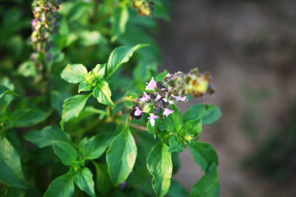 Insusceptibility helping herbs to fend off diseases 