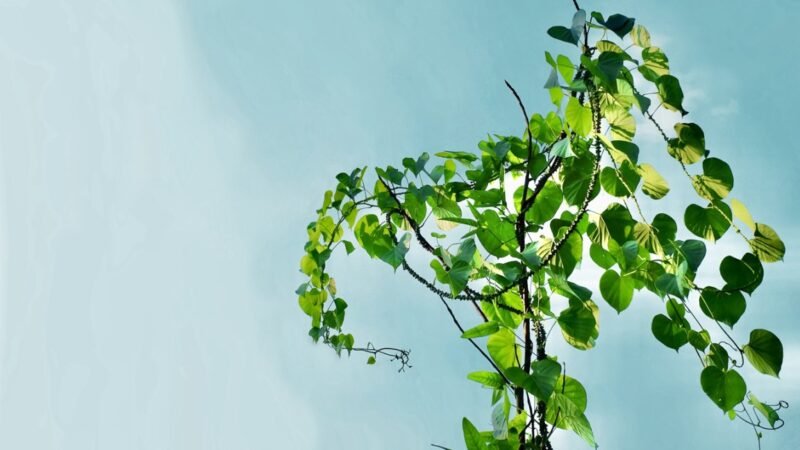 Top 9 reasons to include giloy in diet