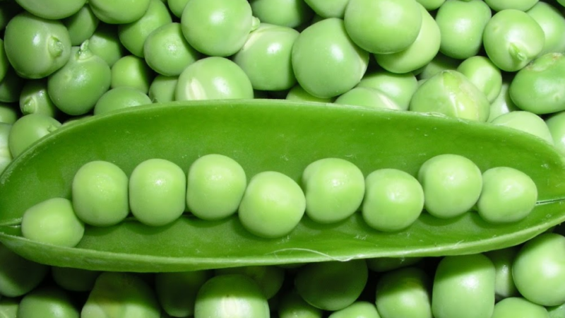 Pea