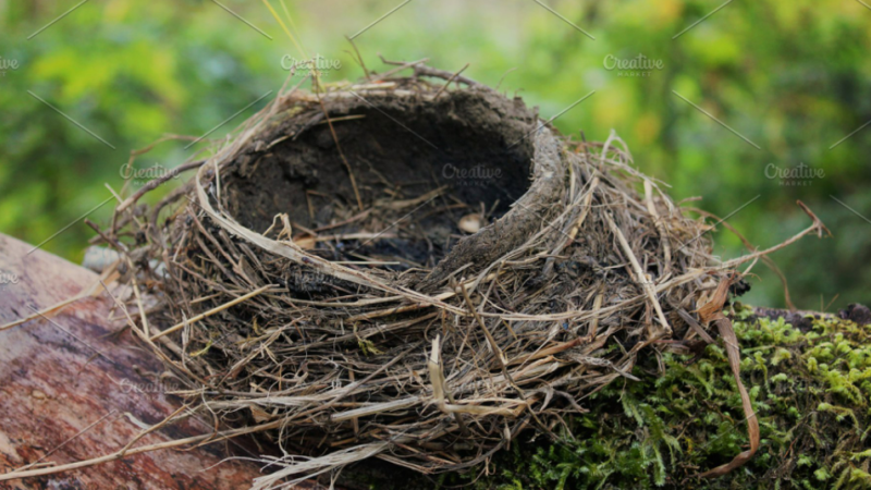 Amazing Bird’s Nest