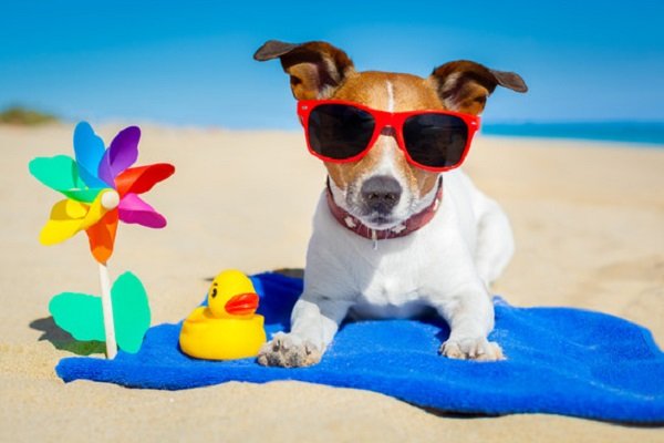 Summer season tips for your pets