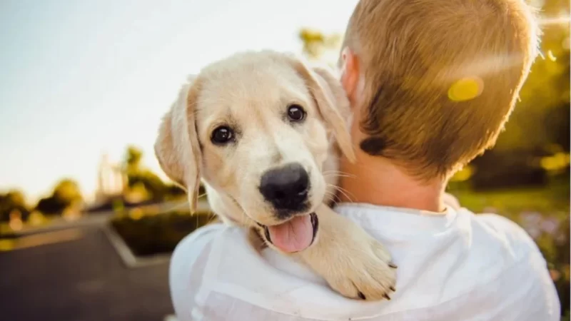 International Dog Day: Furry friends play cupid