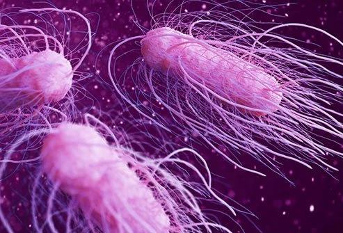 Fungal Salmonella disease