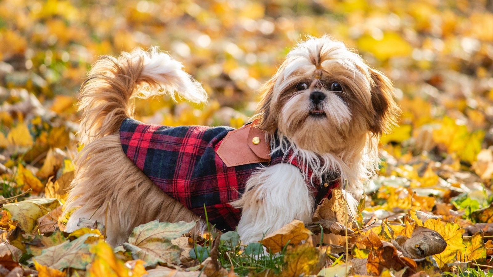 Tips to keep your shaggy buddy warm in winter