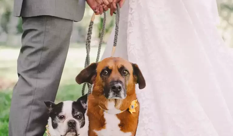 Pets make for ultra glitz baraatis at desi weddings