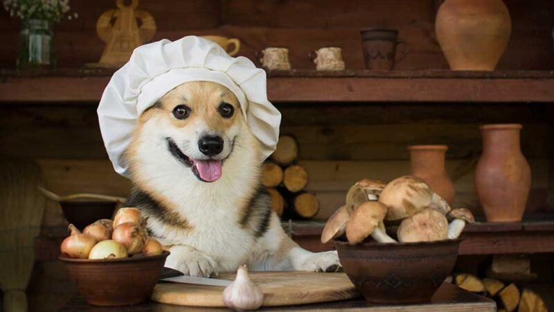 Garlic great/terrible for canines