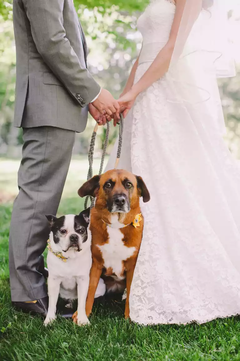 Pets make for ultra glitz baraatis at desi weddings