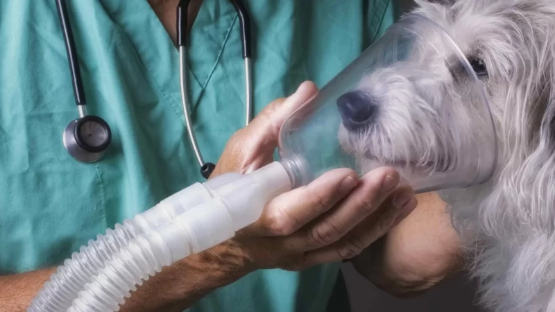 Nebuliser could utilized when the oxygen dropped