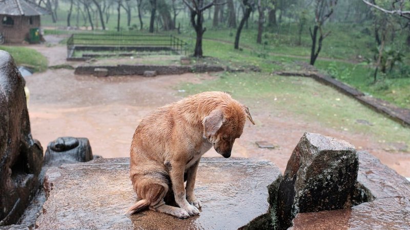 Getting fearing abandonment towards pet