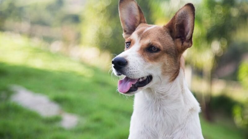 Encouraging comments: How to prepare canines