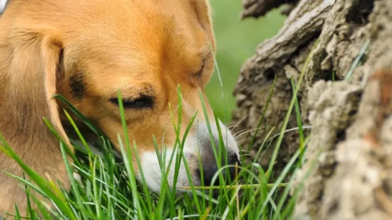 Why canines eat grass