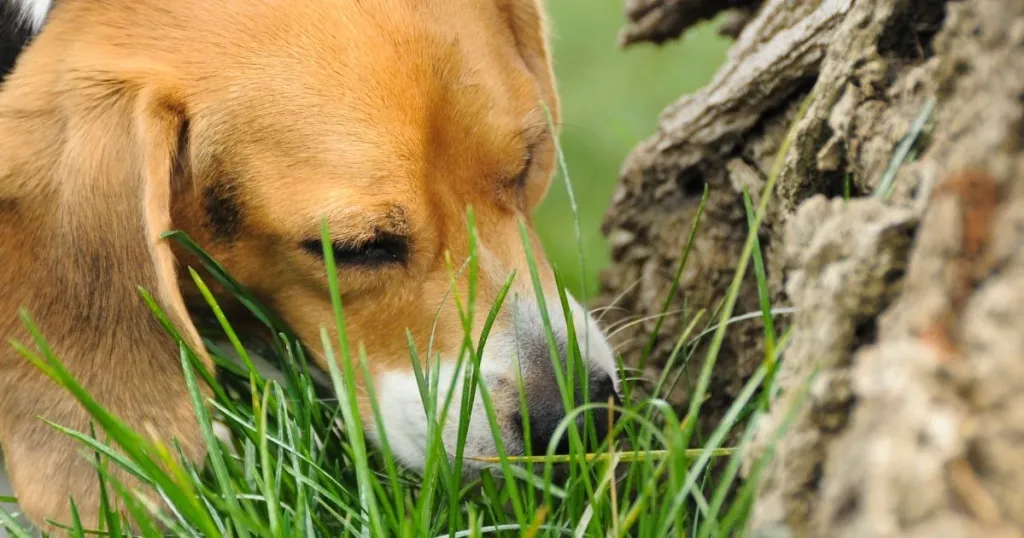 Why canines eat grass