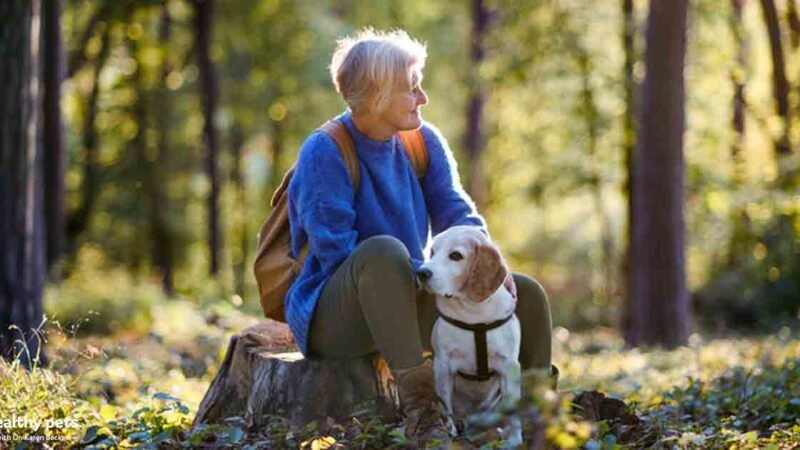 Stressed your pet’s security and joy during lockdown