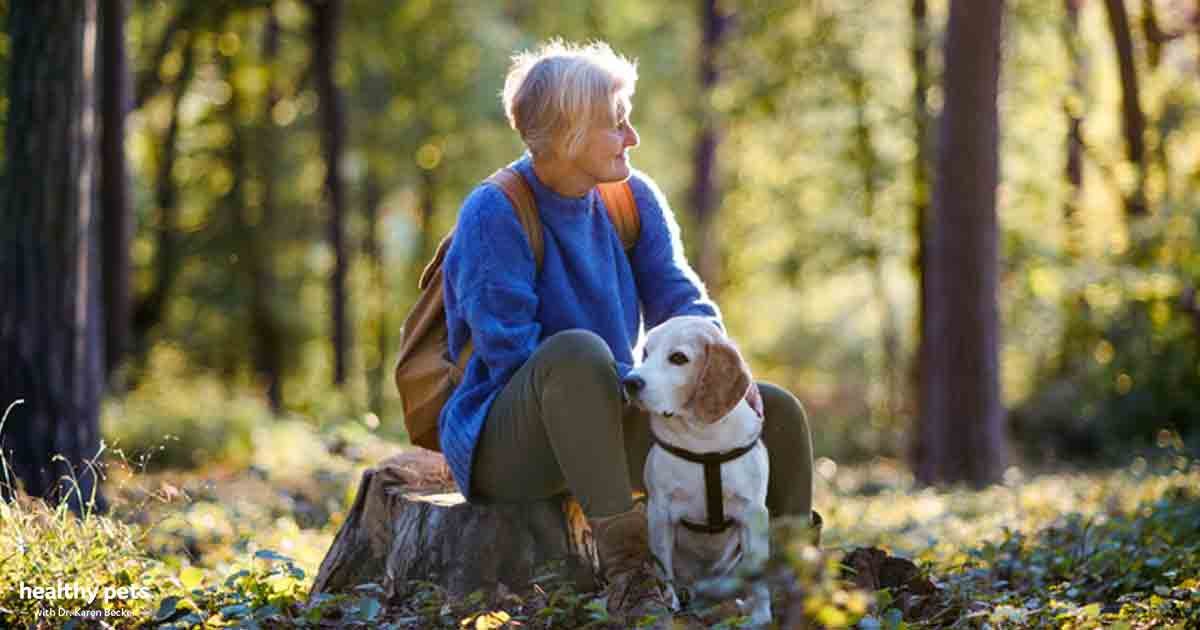 Stressed your pet’s security and joy during lockdown