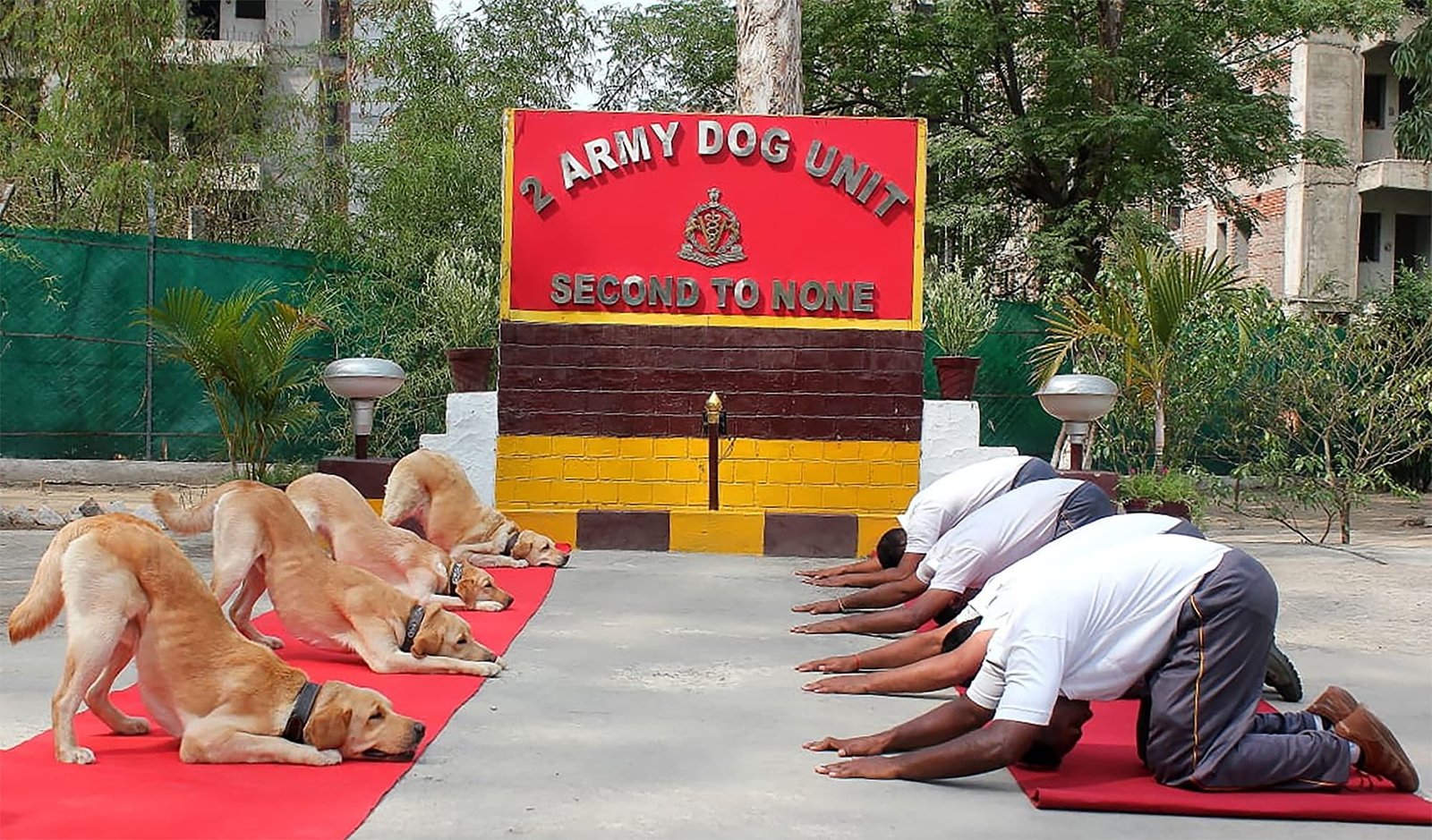 Canines performing yoga on International Yoga Day