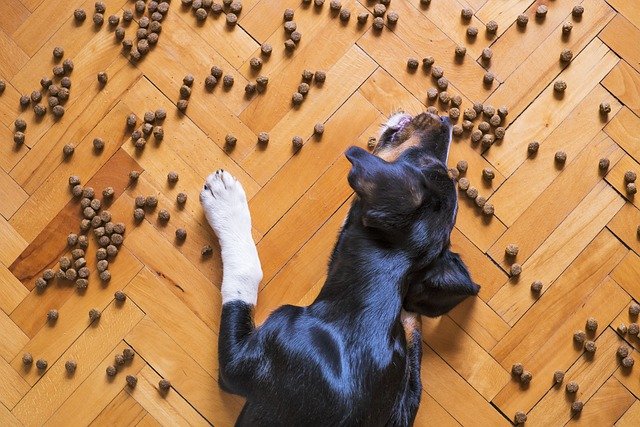 Be aware of canine food contamination