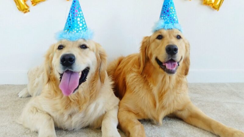 Praise your canine’s birthday at home