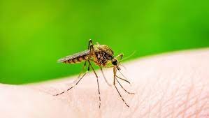 Dengue Recuperation Side Impacts Can Wait After Recuperation