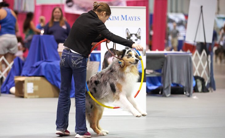 Deceives you can show your canine