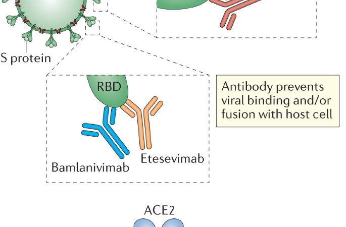 Indeed, even single-portion antibody is viable