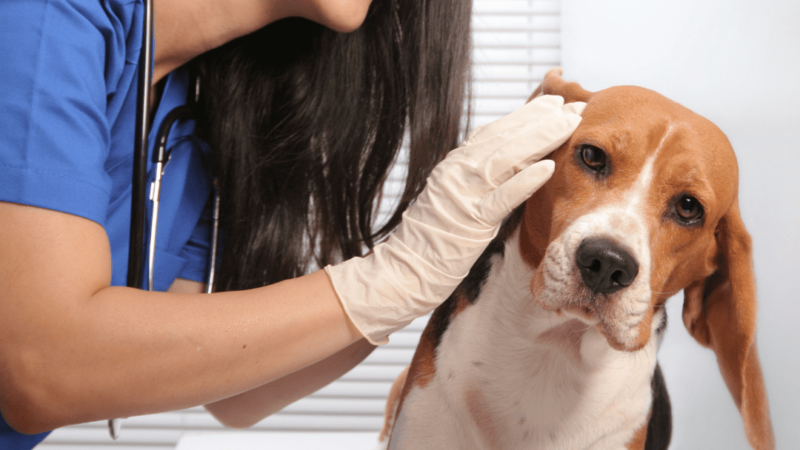 Keep an ear out for Otorrhoea