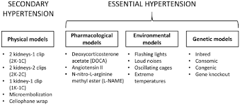 Essential vs Secondary Hypertension What’s The Distinction