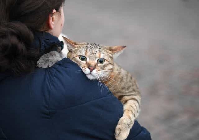 Petting away preparing nervousness