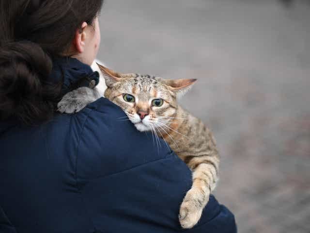 Petting away preparing nervousness