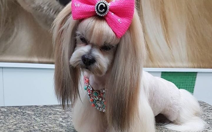 Instructions to handle hair shedding of your pet