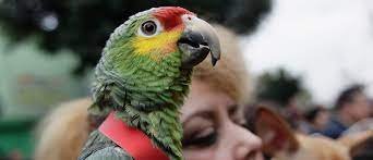 Allow To Take Off A Sweet Story Of Child Parrots