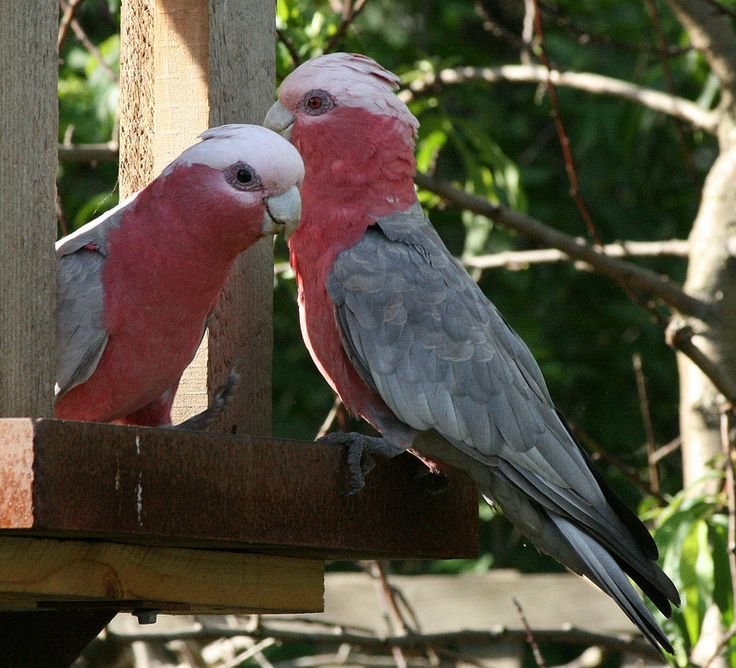 A galah cockatoo sits tight for its missing mate