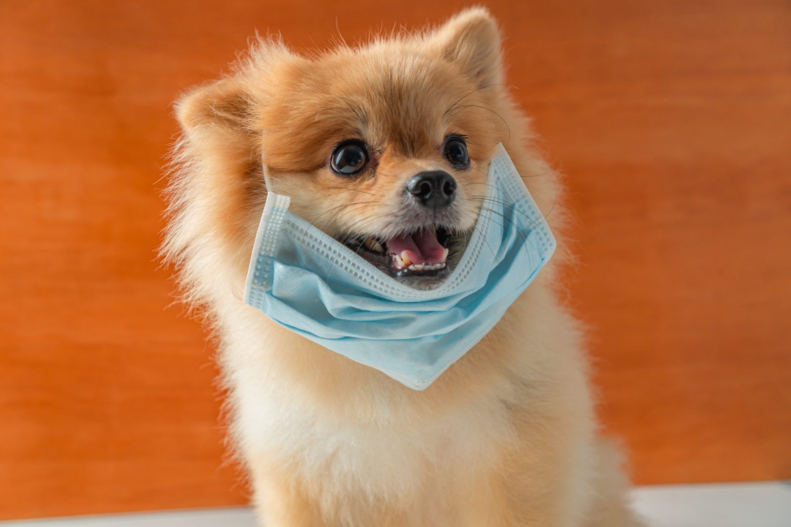 A canine wearing a cover for day to day strolls