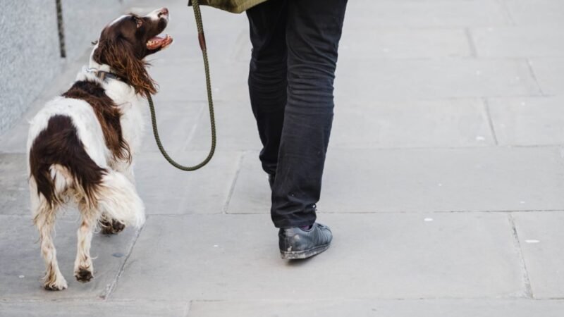 Tips to go on a street outing with your pet